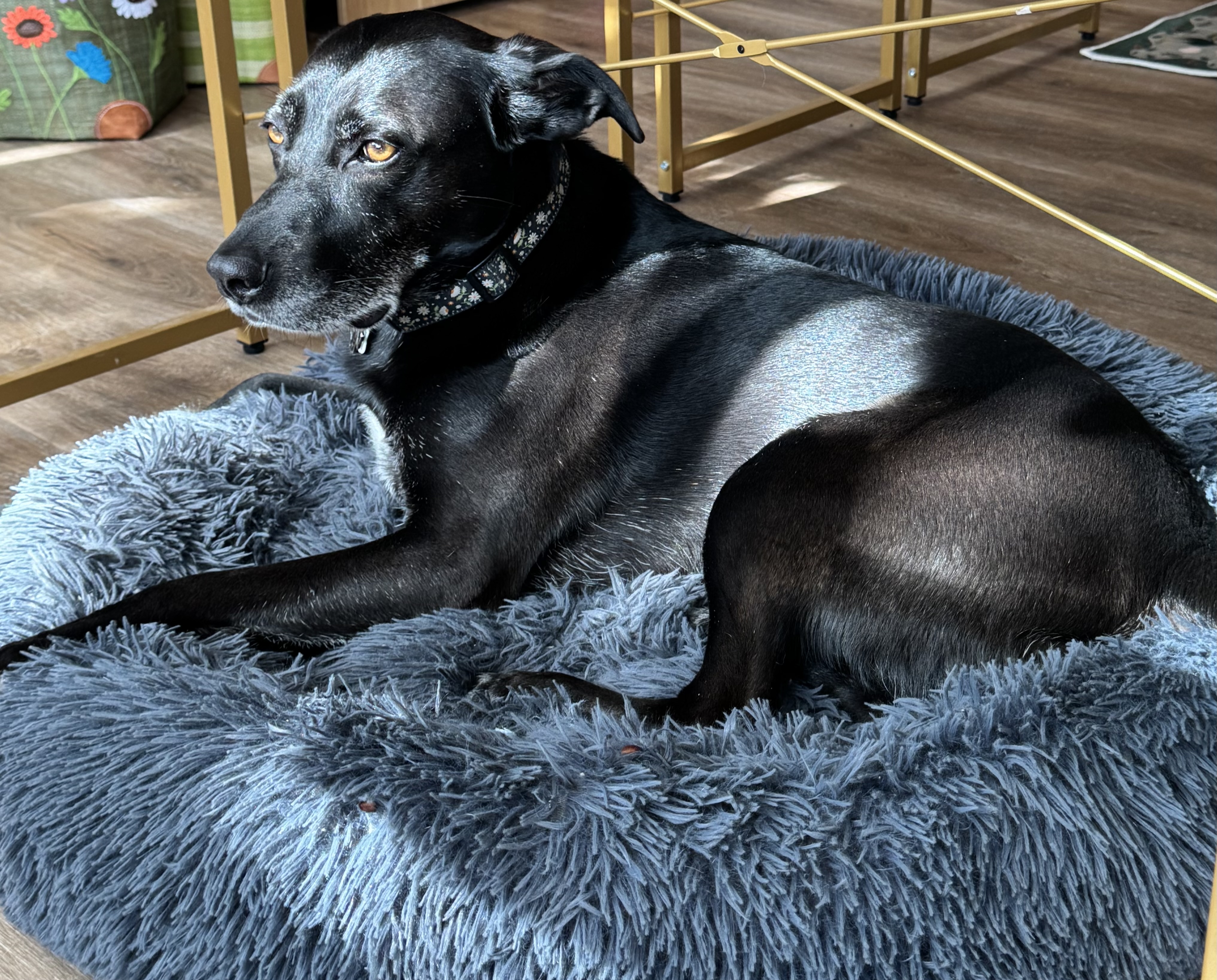 Black dog with brown eyes resting on a soft gray cushion in a room with a wooden floor.